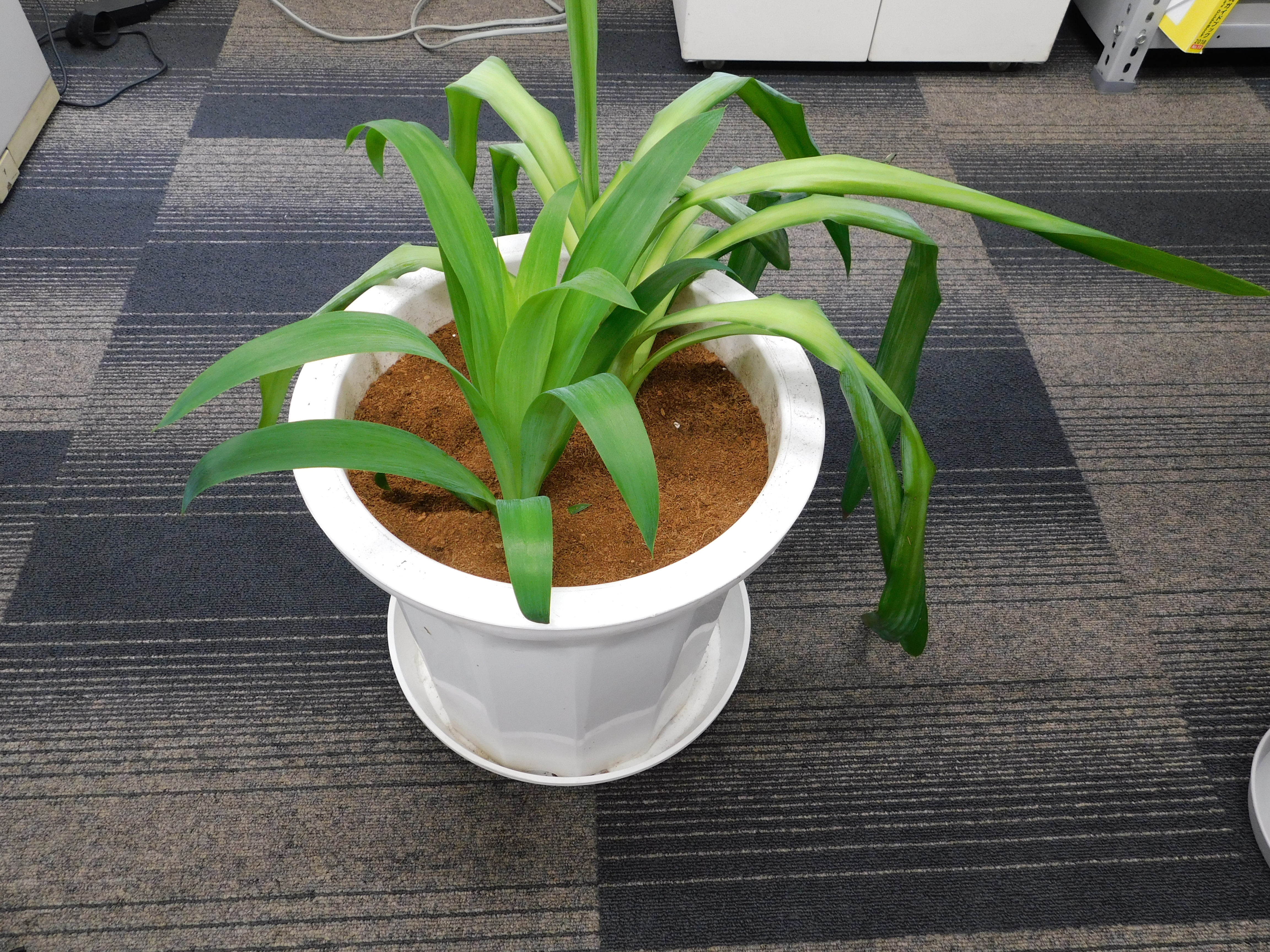 2.ドラセナ_植え替え後