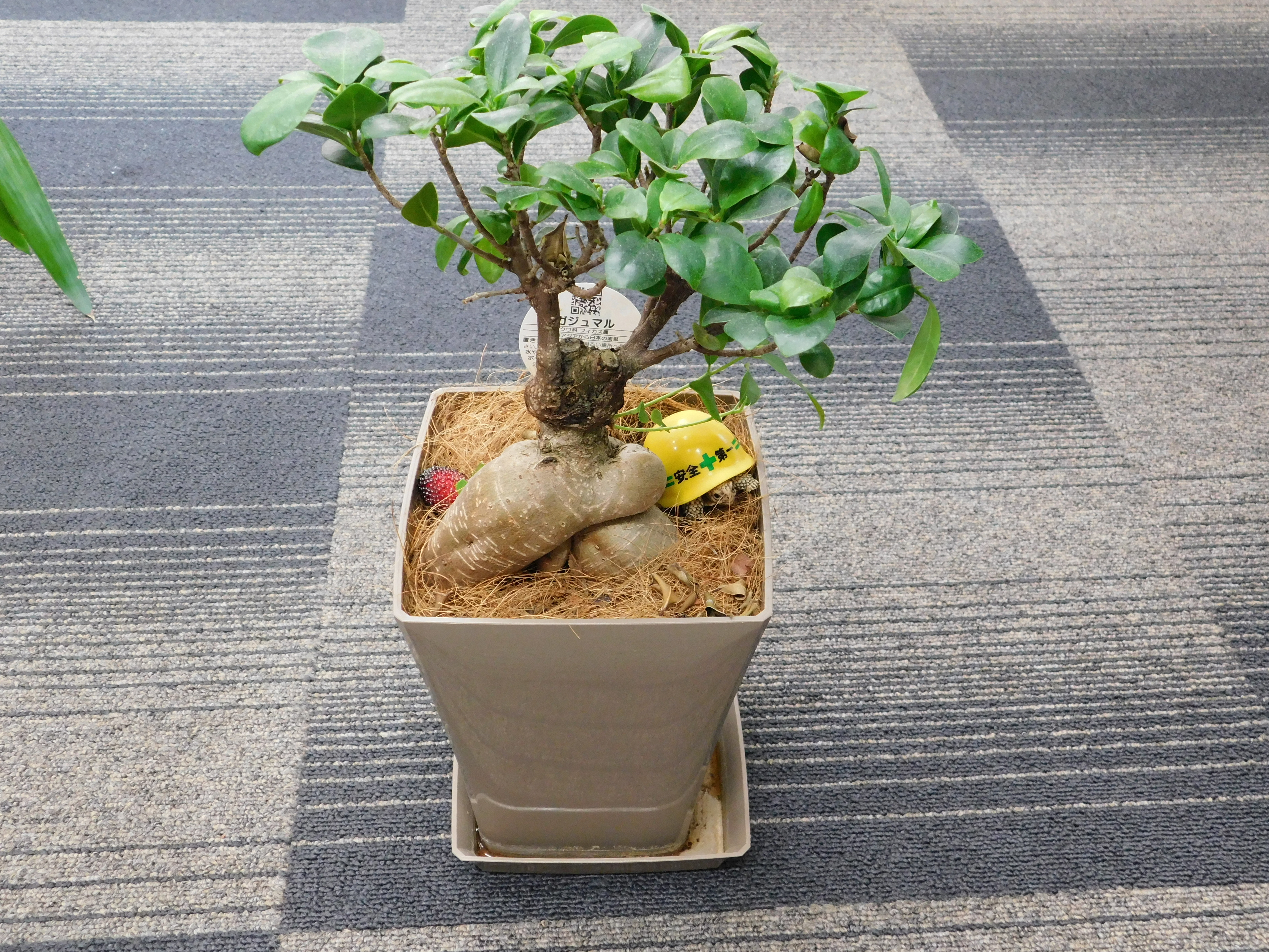 1.ガジュマル_植え替え前