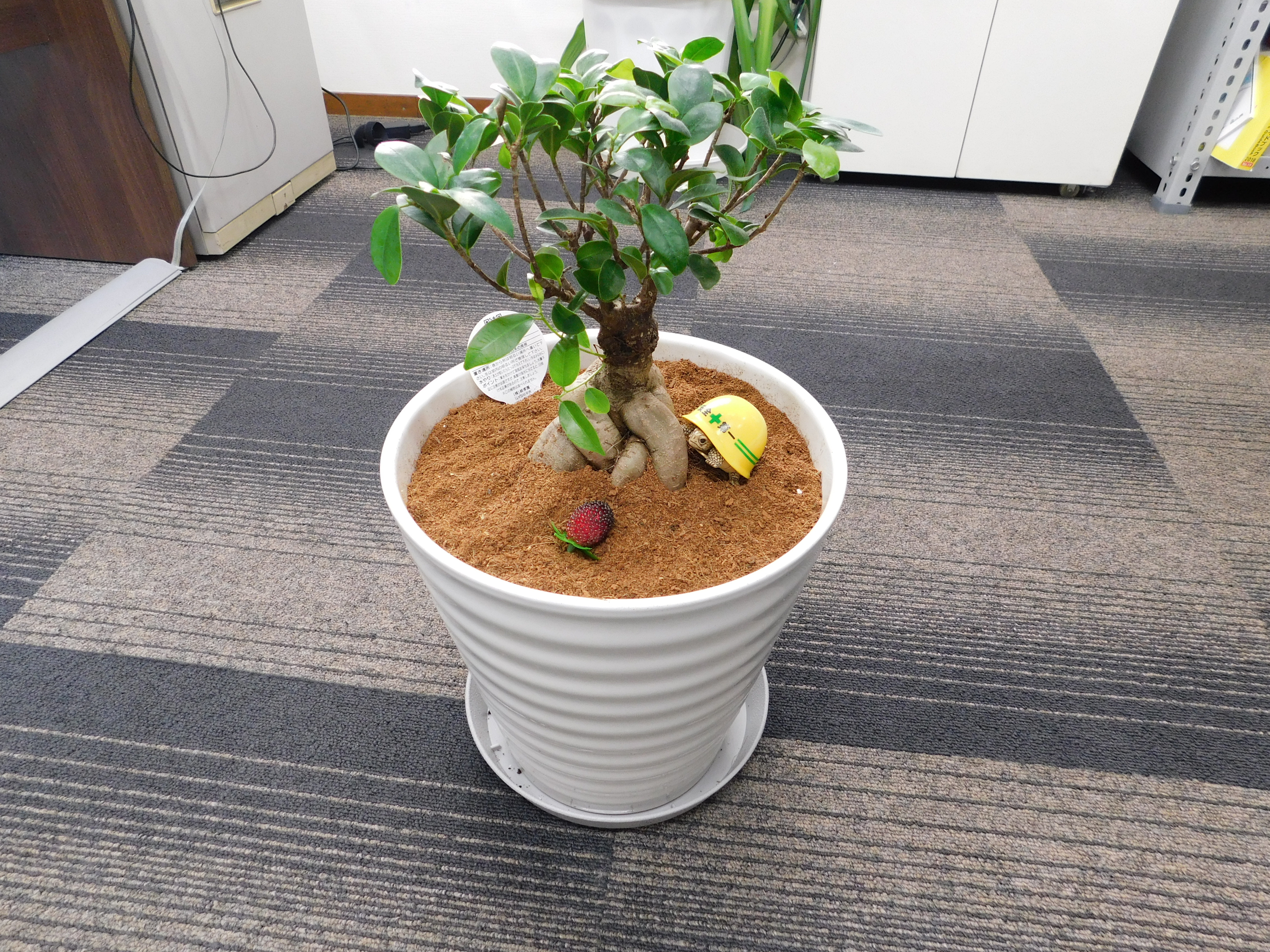 2.ガジュマル_植え替え後