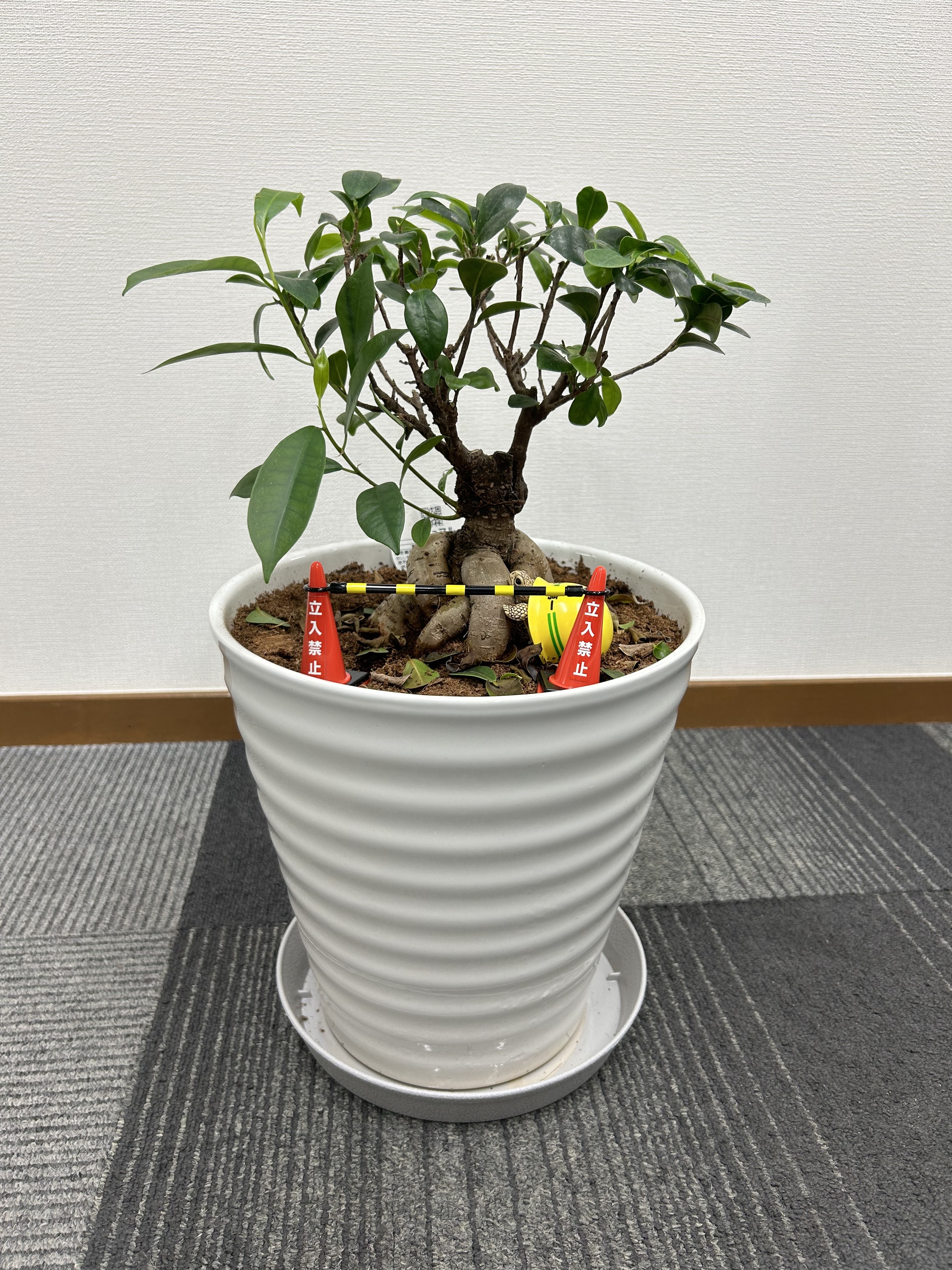 3.20240819ガジュマル