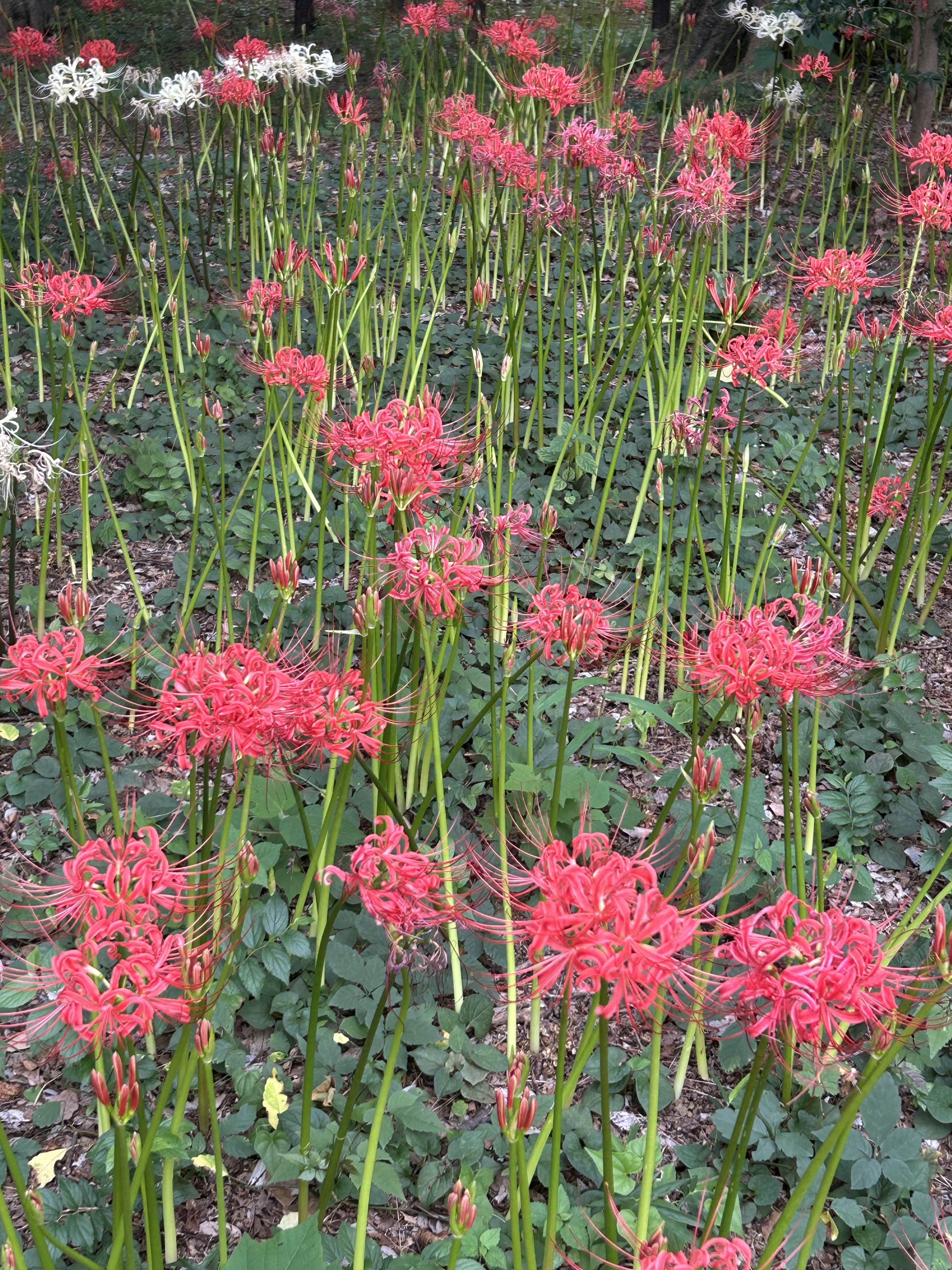 20240924曼殊沙華