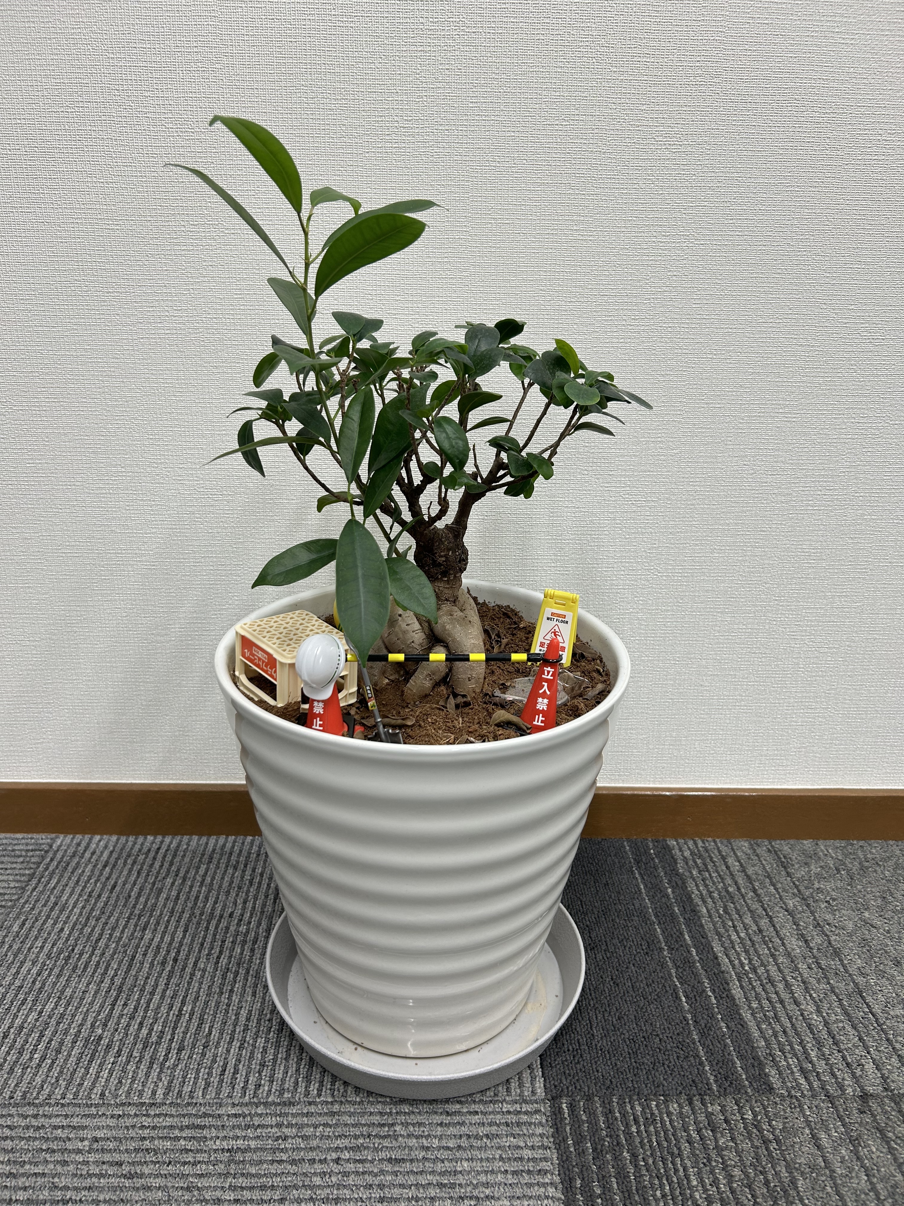 4.20241029ガジュマル