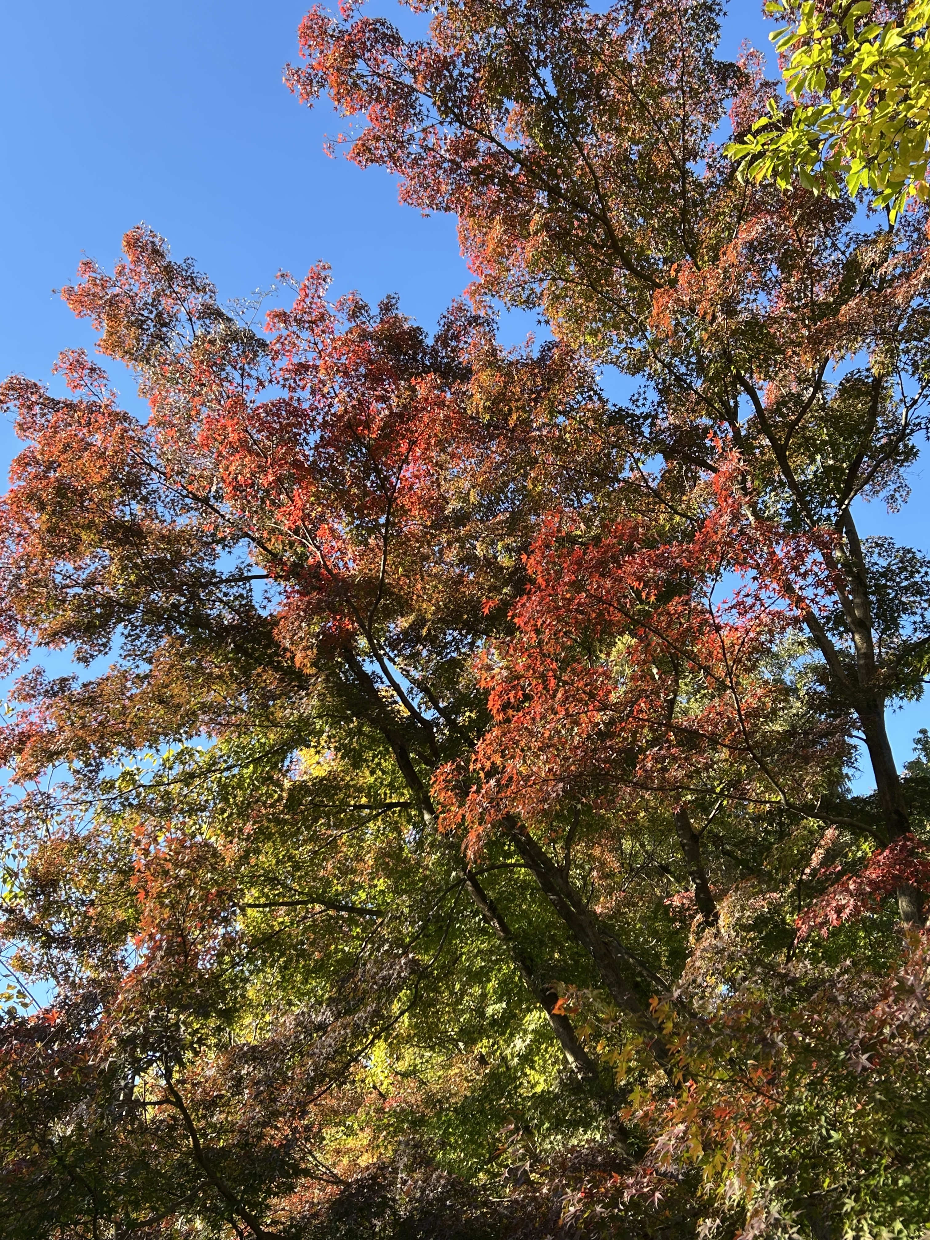 20241125紅葉