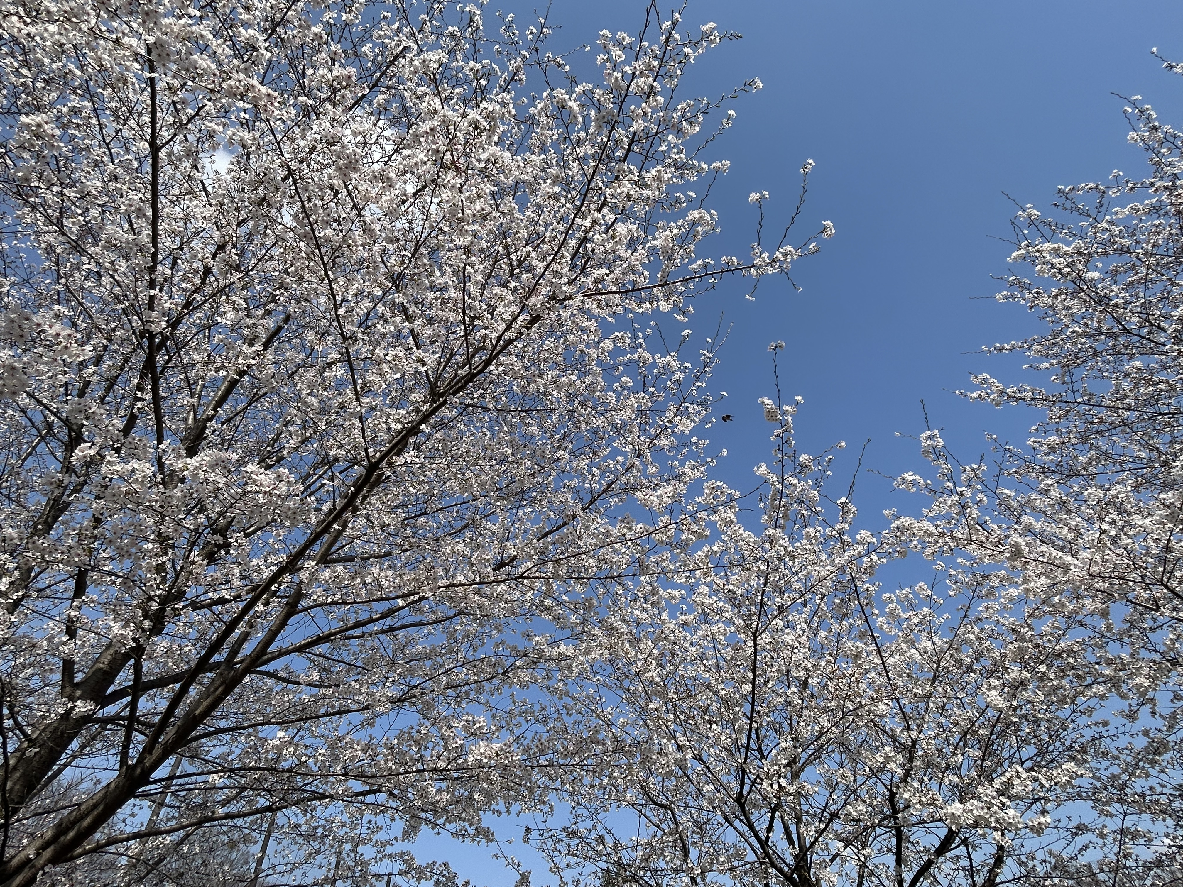 2025.0330桜