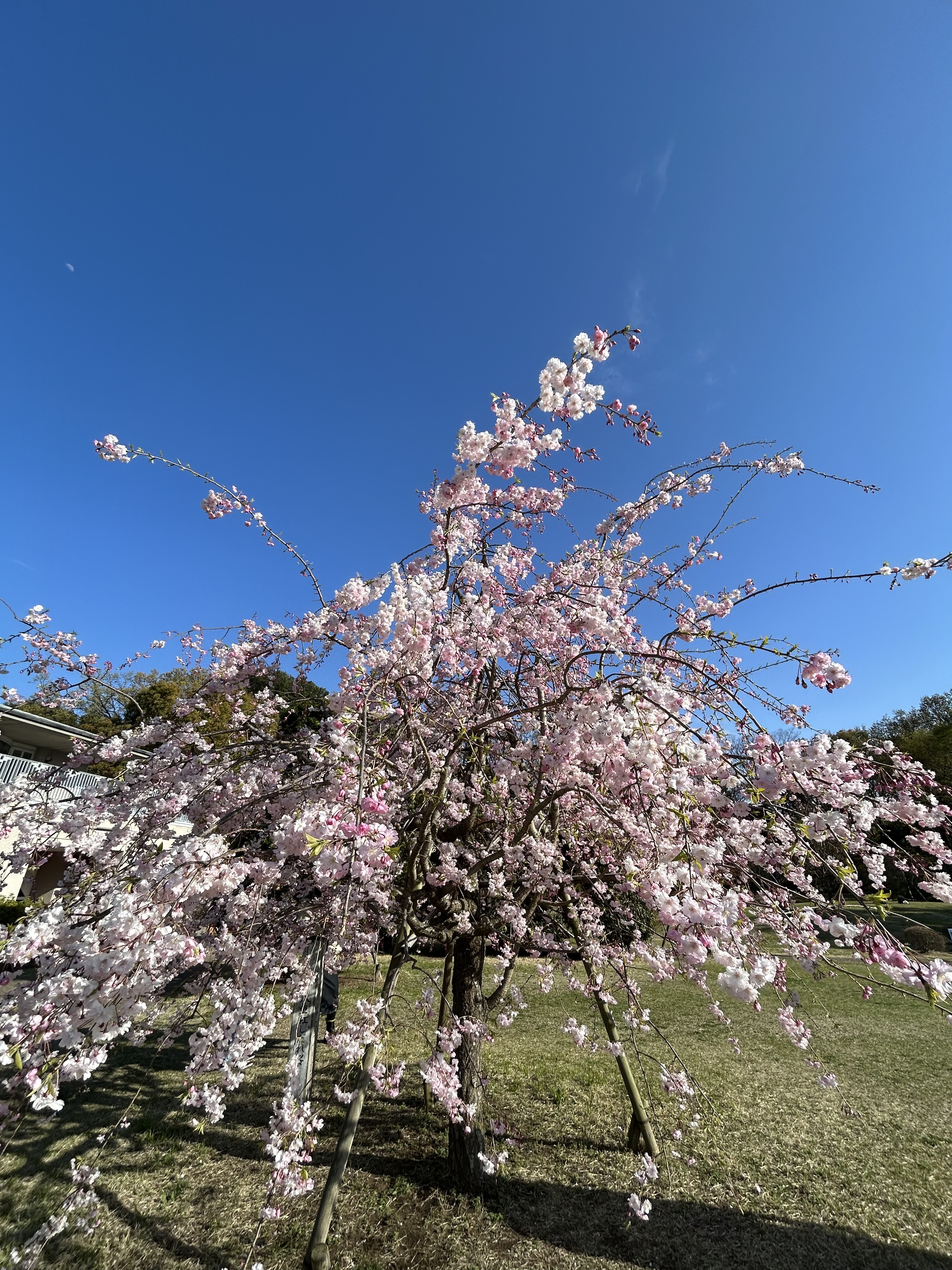 2025.0407桜