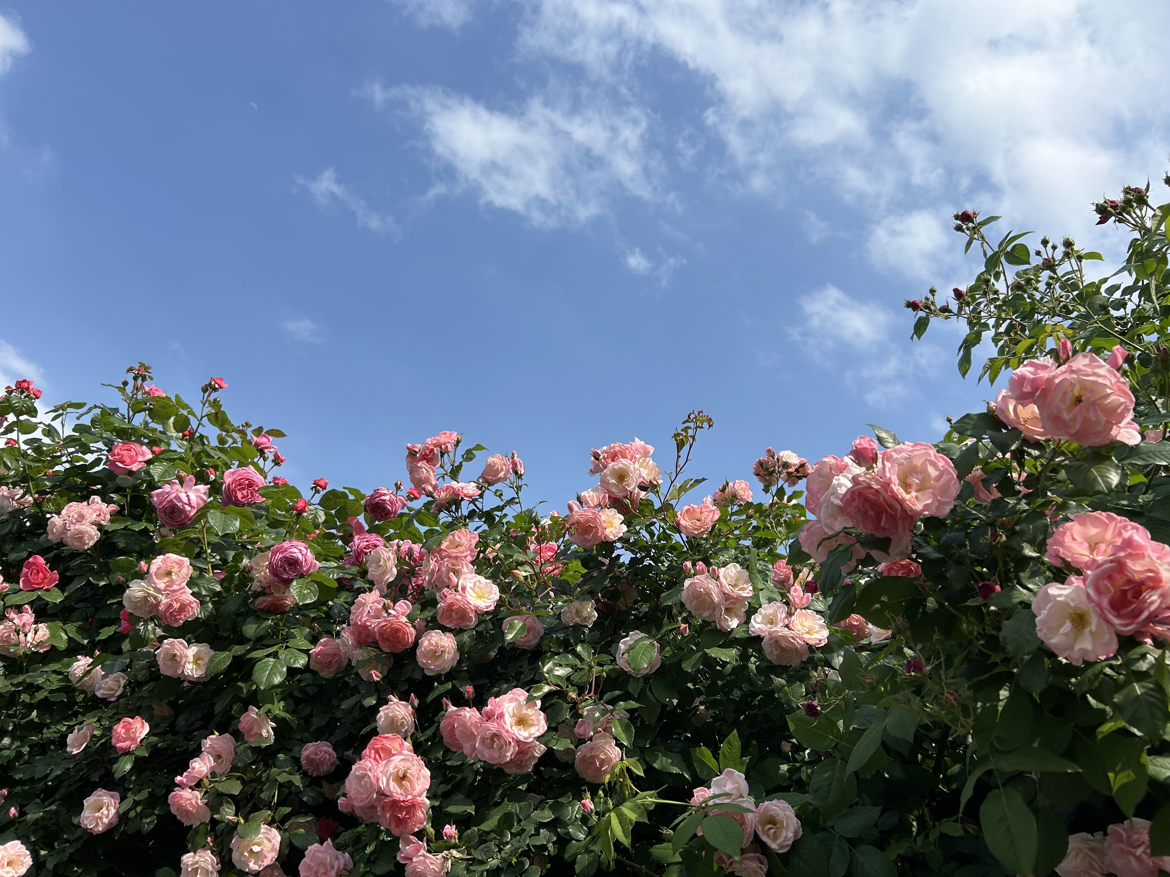 2025.0507薔薇