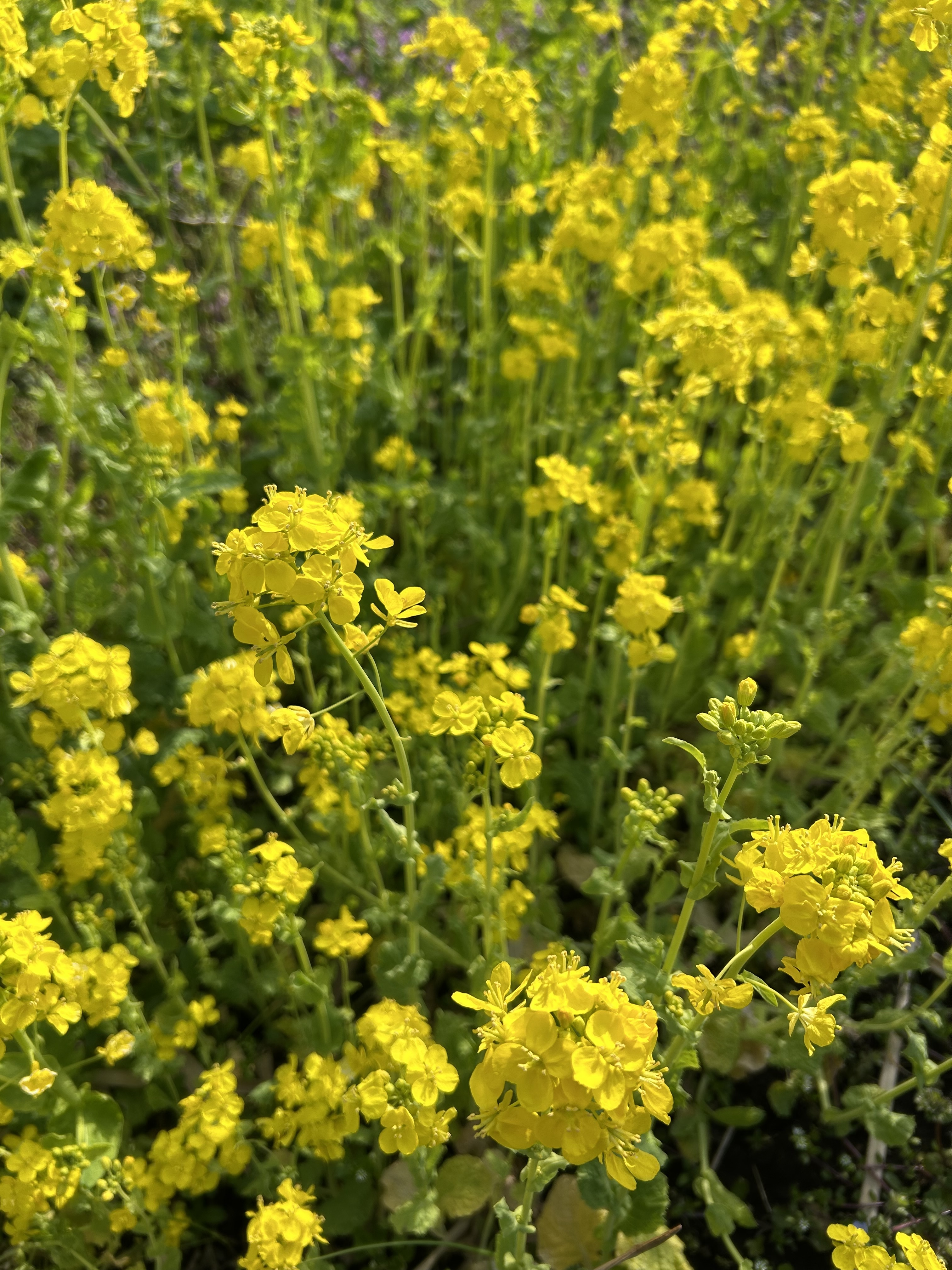 2026.0317菜の花