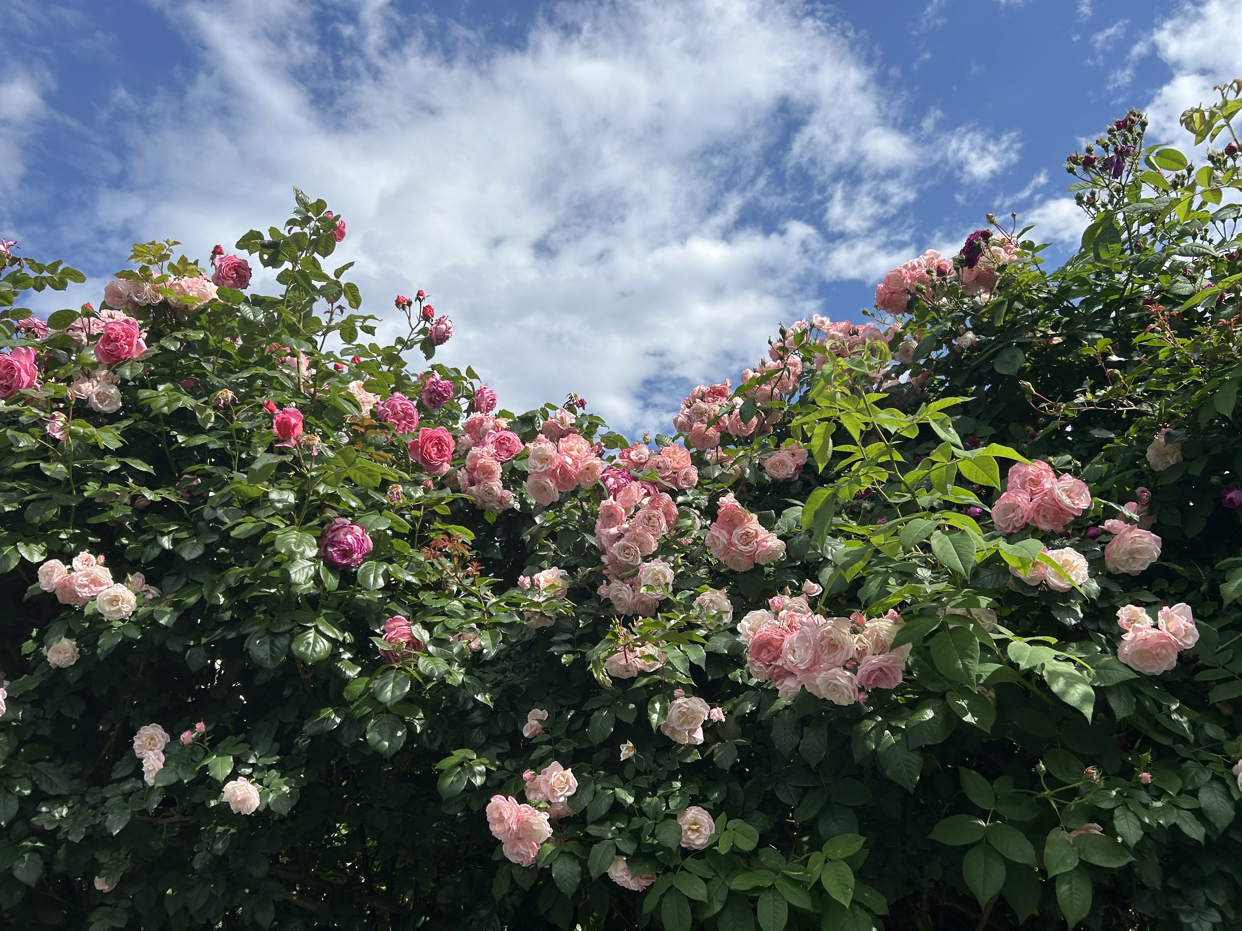 2026.0520　薔薇