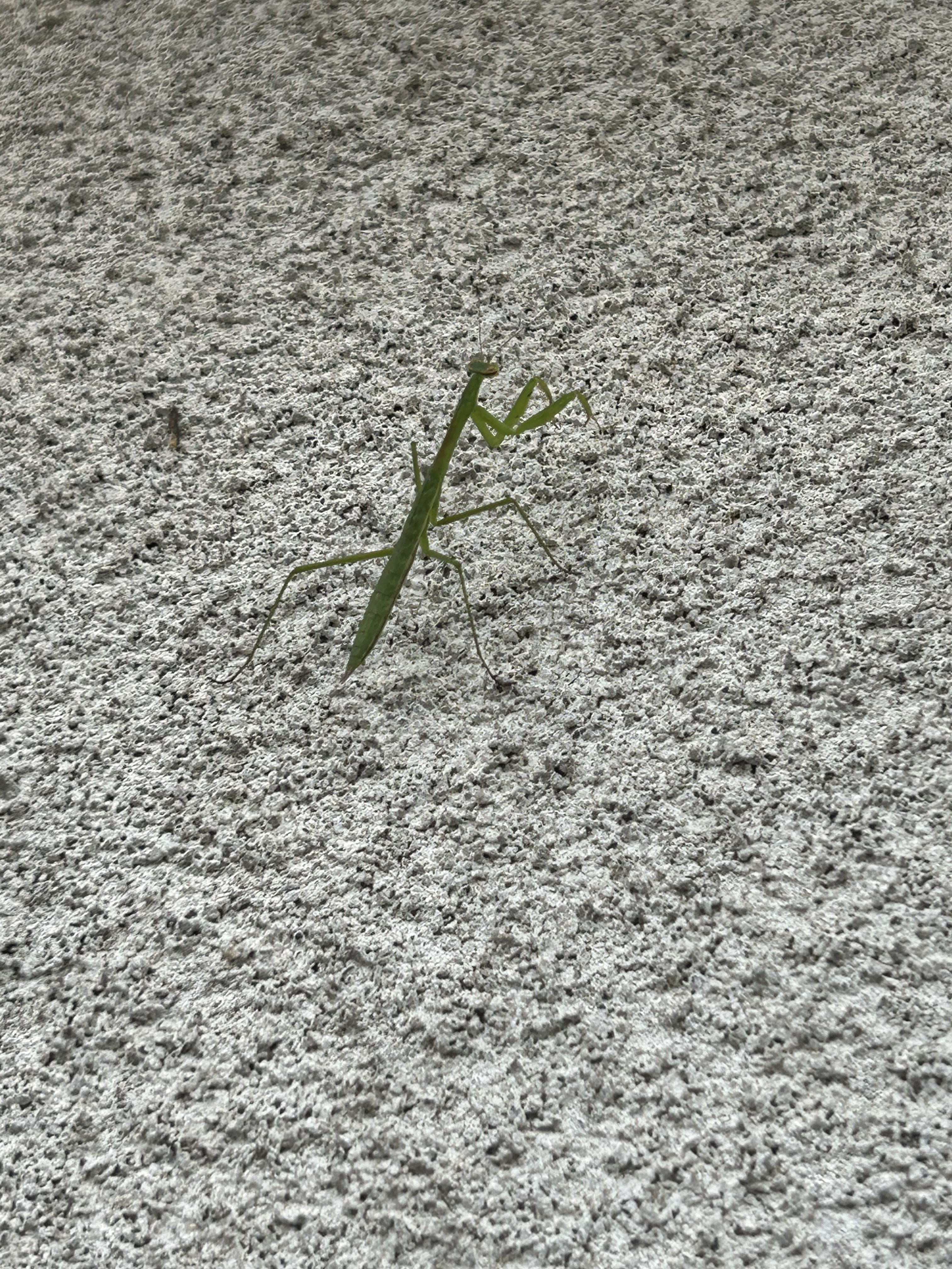 2026.0721  カマキリ